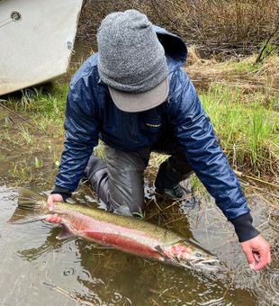 Springtime fun Rainbow trout